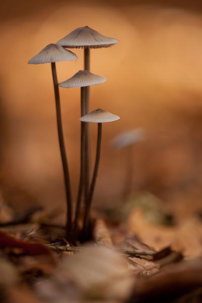 Groepje paddenstoelen