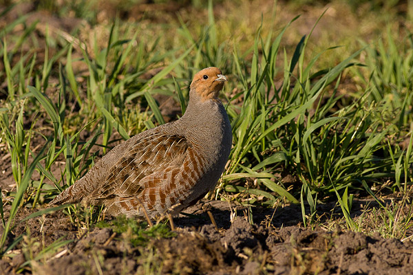 Patrijs (Perdix perdix) 