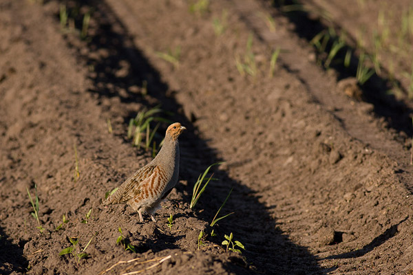 Patrijs (Perdix perdix) 