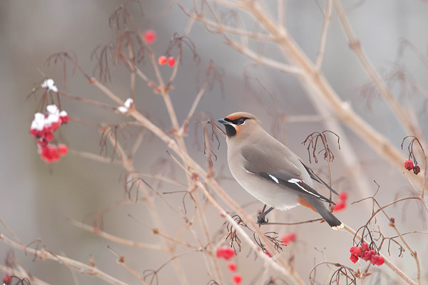 Pestvogel in gelderse roos