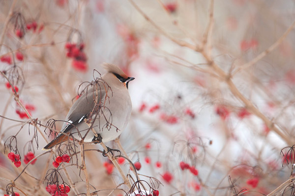 Pestvogel in gelderse roos