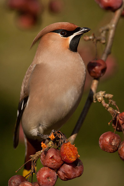 Pestvogel met opgezette kuif