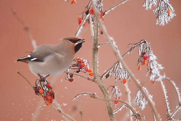 Pestvogel (Bombycilla garrulus) in berijpte bessenstruik