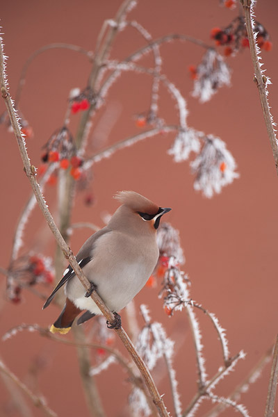 Pestvogel (Bombycilla garrulus) in berijpte bessenstruik