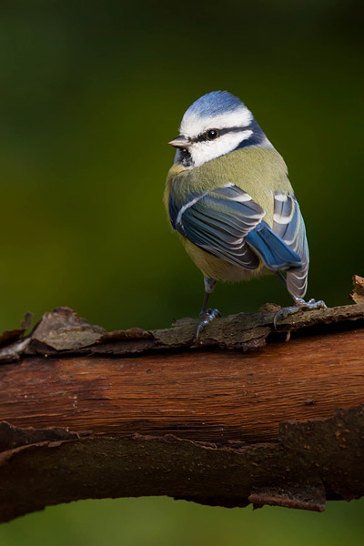 Pimpelmees (Cyanistes caeruleus) 