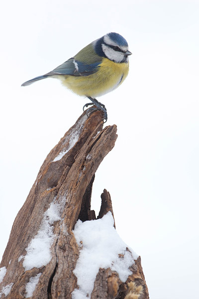 Pimpelmees (Cyanistes caeruleus) 