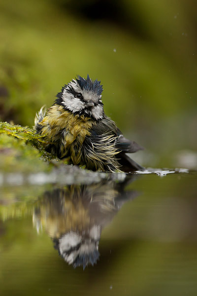 Badende Pimpelmees (Cyanistes caeruleus) 