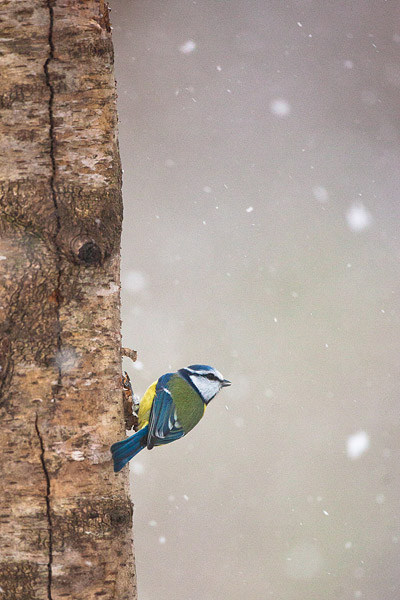 Pimpelmees (Cyanistes caeruleus) in de sneeuw