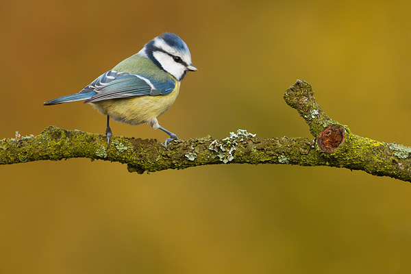 Pimpelmees (Cyanistes caeruleus) 