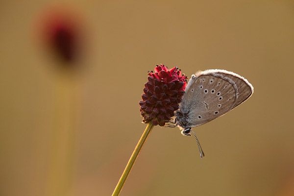 Pimpernelblauwtje (Phengaris teleius)