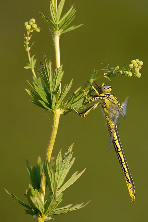 Plasrombout (Gomphus Pulchellus).