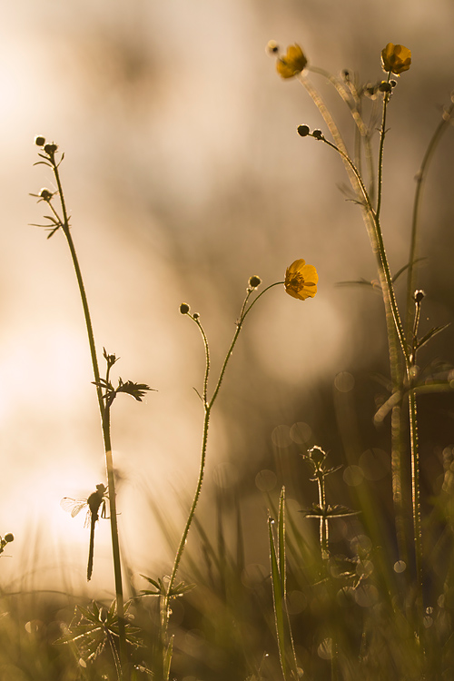 Plasrombout tussen de boterbloemen