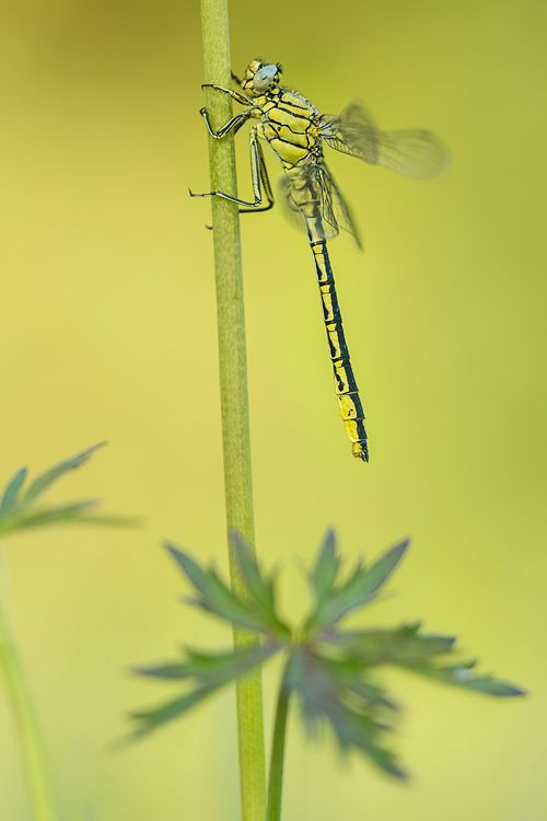 Plasrombout close-up