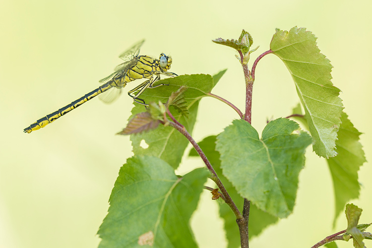 Plasrombout (Gomphus pulchellus) 