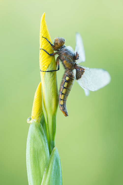 Vrouwtje platbuik (Libellula depressa) op een gele lis in knop