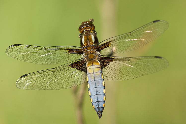 Platbuik (Libellula depressa) man