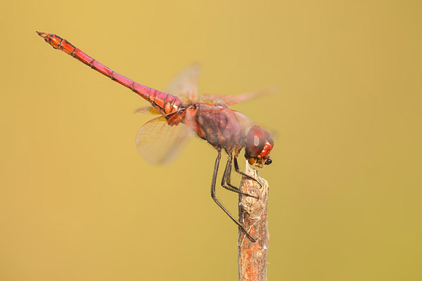 Purperlibel (Trithemis annulata) mannetje met prooi