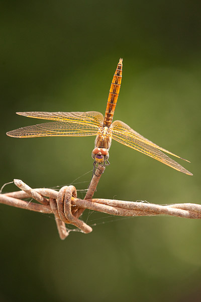 Purperlibel (Trithemis annulata) jong mannetje