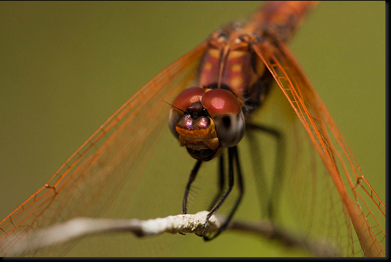 Purperlibel (Trithemis annulata) Purperlibel (Trithemis annulata)