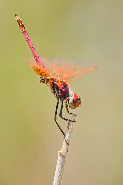 Purperlibel (Trithemis annulata) in obeliskhouding