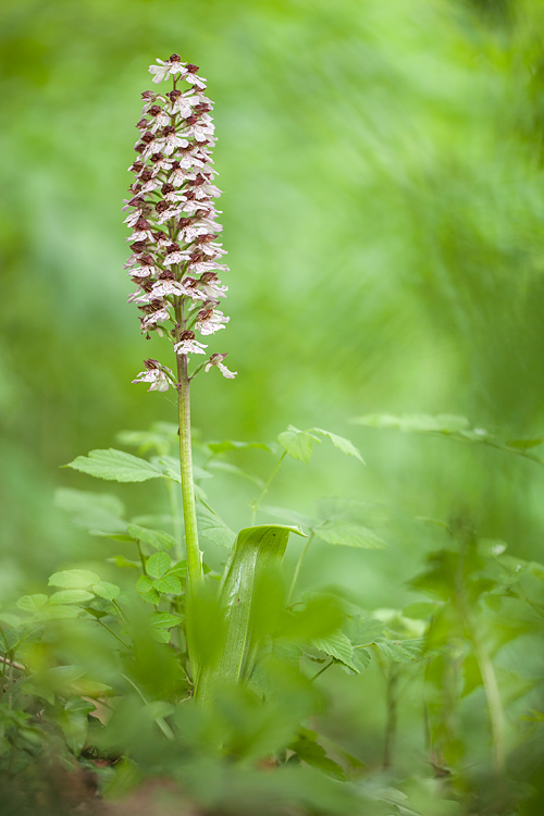 Purperorchis (Orchis purpurea) in zuid Limburgs hellingbos