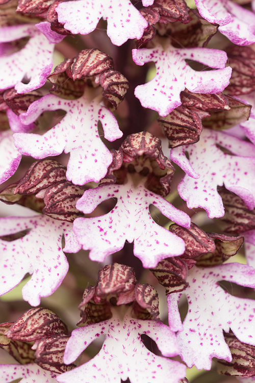 Purperorchis (Orchis purpurea) close-up