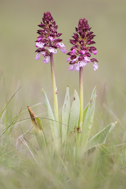 Purperorchis (Orchis purpurea) 