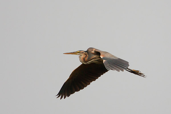 Purperreiger (Ardea purpurea) in vlucht