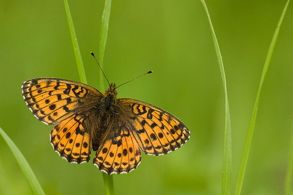 Purperstreepparelmoervlinder (Brenthis ino).