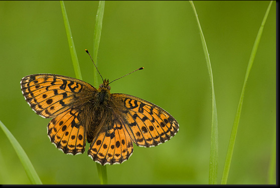 Purperstreepparelmoervlinder (Brenthis ino).