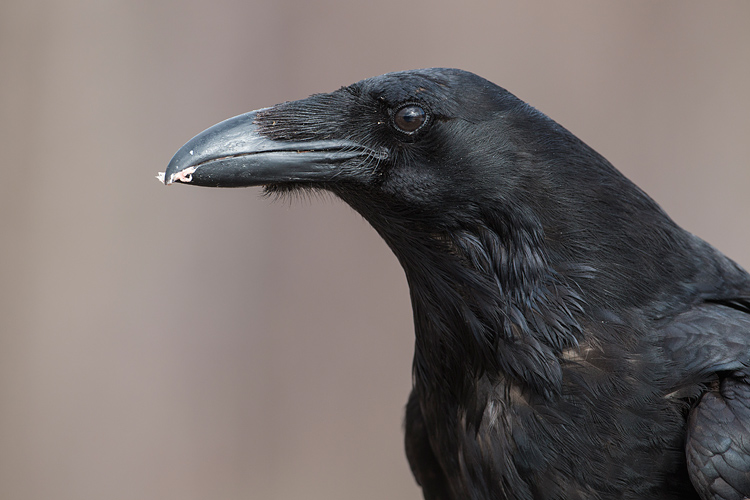 Kopportret van een Raaf (Corvus corax)