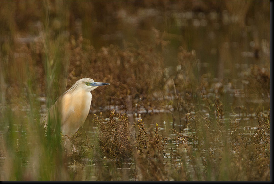 Ralreiger (Ardeola ralloides) 