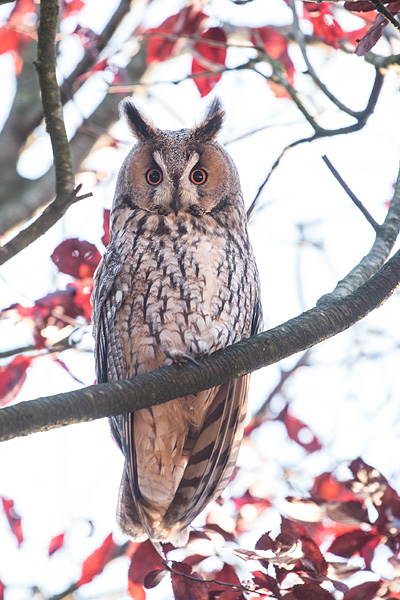 Ransuil (Asio otus) in herfstkleuren