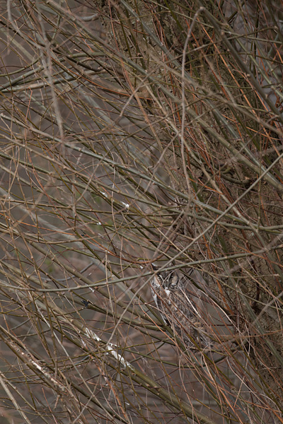 De perfecte camouflage van een Ransuil (Asio otus) 