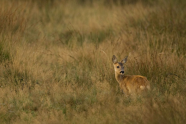 Ree (Capreolus capreolus).