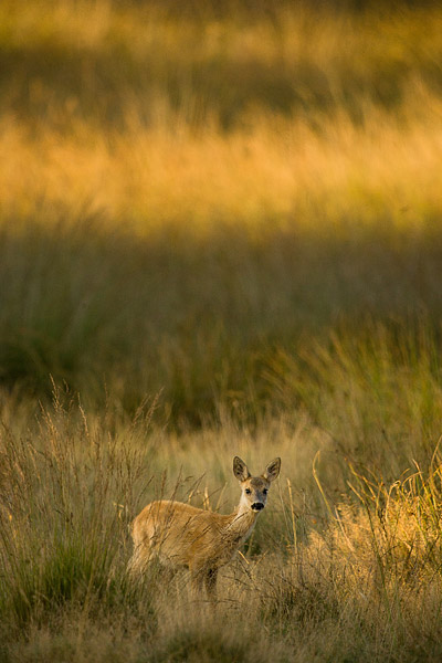 Ree (Capreolus capreolus) 