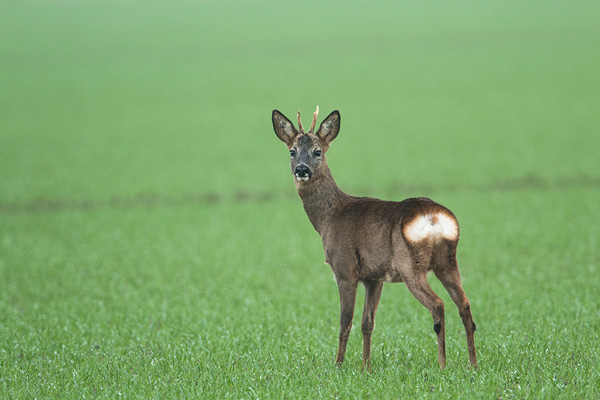 Reebok (Capreolus capreolus) portret