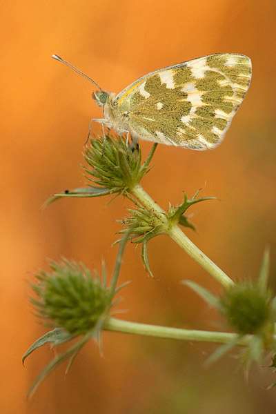 Resedawitje (Pontia daplidice) 