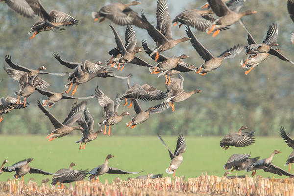 Rietganzen (Anser serrirostris) in vlucht