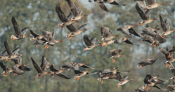 Rietganzen (Anser serrirostris) in vlucht