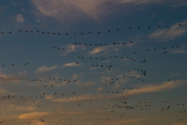 Grote groepen rietganzen bij zonsopkomst