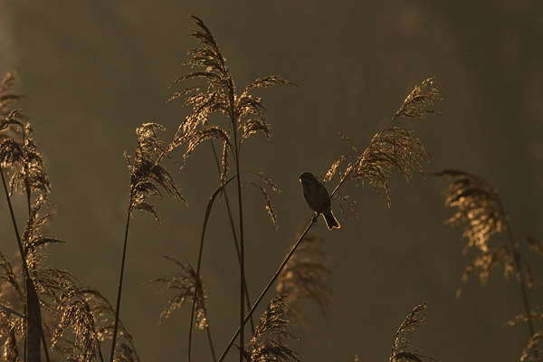 Rietgors (Emberiza schoeniclus) in zijn natuurlijke omgeving