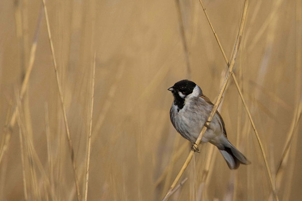 Mannetje Rietgors (Emberiza schoeniclus) 