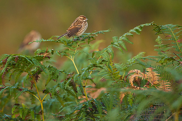 Vrouwtjes Rietgors (Emberiza schoeniclus) in varens