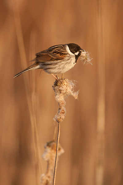 Fouragerende Rietgors (Emberiza schoeniclus) op lisdodde