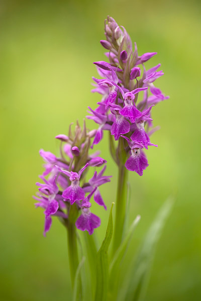 Rietorchis (Dactylorhiza praetermissa) 