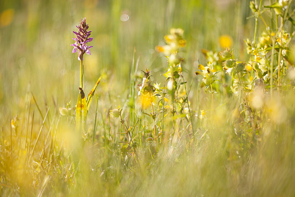 Rietorchis (Dactylorhiza praetermissa) 