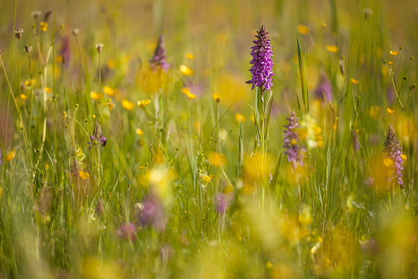 Veld vol met rietorchissen (Dactylorhiza praetermissa), midden in Zwolle