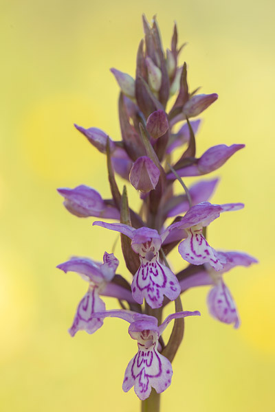 Rietorchis (Dactylorhiza praetermissa) 