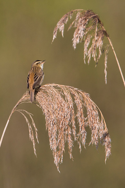 Rietzanger (Acrocephalus schoenobaenus) zingt in het riet